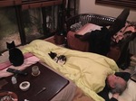 image.jpeg